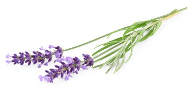 Beyaz arka planda lavanta izole edilmiş. kırpma yolu