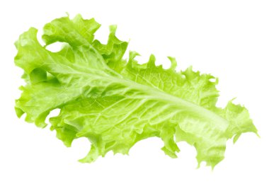 Salata yaprağı. Beyaz arka planda bir yeşil marul. kırpma yolu