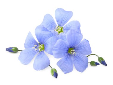 Beyaz arka planda yalıtılmış keten çiçeği. Keten tohumu veya keten tohumu. Mısır gevreği. kırpma yolu