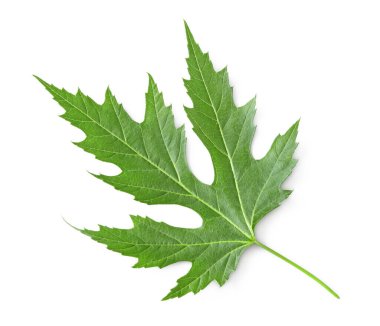 Gümüş Akçaağaç yeşil yaprağı beyaz arka planda izole edilmiş. acer sacharinum. kırpma yolu