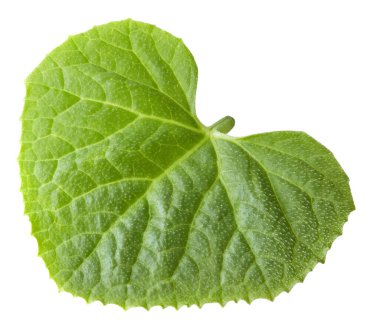 Karpuz yaprağı beyaz arka planda izole edilmiş. kırpma yolu