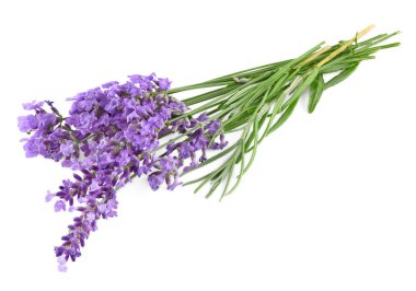 Beyaz arka planda lavanta izole edilmiş. kırpma yolu