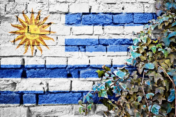 Uruguay Grunge Flag Brick Wall Ivy Plant Country Symbol Concept — Stock Photo, Image