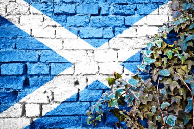 Scotland grunge flag on brick wall with ivy plant, country symbol concept
