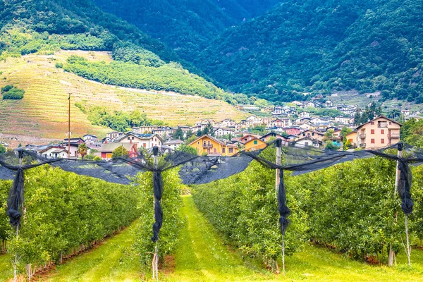 Roślina Owocowa Zboczach Alp Prowincji Sondrio Alpy Dolomitowe Włochy — Zdjęcie stockowe