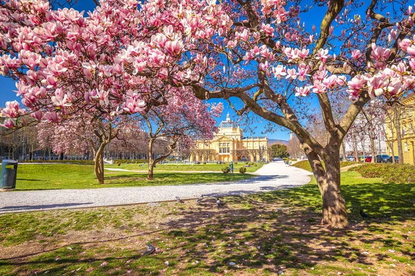 Koning Tomislav Plein Zagreb Lente Magnolia Bloesem Bomen Uitzicht — Stockfoto