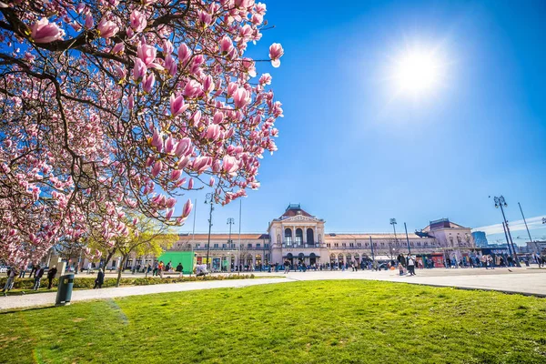 Raja Tomislav Persegi Zagreb Musim Semi Magnolia Mekar Pandangan Pohon — Stok Foto