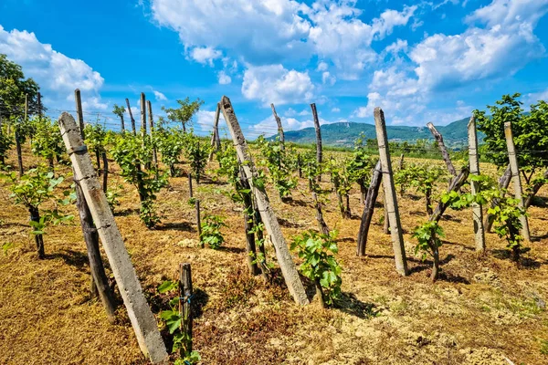 Winnica Wiosennych Kolorach Kalnik Region Winiarski Chorwacji — Zdjęcie stockowe