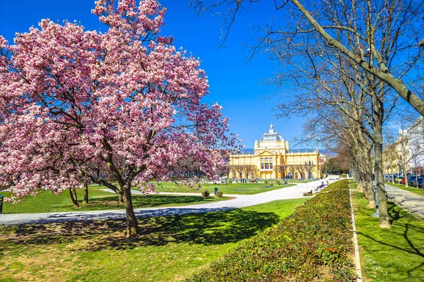 ザグレブのトミスラフ王広場春のマグノリアの花の木ビュー クロアチアの首都 — ストック写真