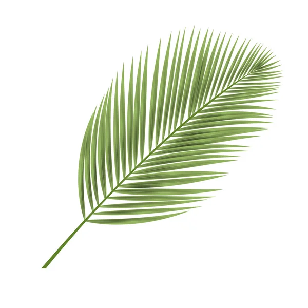 Tropical Leaf White Background Style Isolated Vector Element — Stock Vector