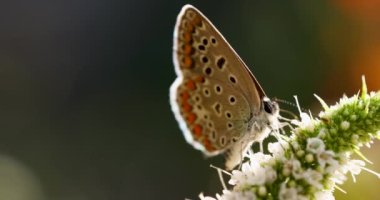 Ortak Mavi (Polyommatus icarus) bir nane çiçeğiyle beslenen kelebek, sonbaharda günbatımı ışığı, yakın, makro, sığ alan derinliği