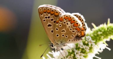 Ortak Mavi (Polyommatus icarus) bir nane çiçeğiyle beslenen kelebek, sonbaharda günbatımı ışığı, yakın, makro, sığ alan derinliği