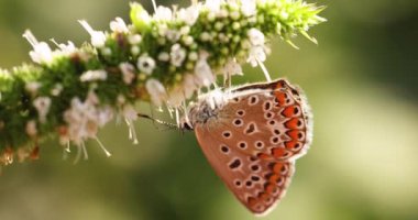 Ortak Mavi (Polyommatus icarus) bir nane çiçeğiyle beslenen kelebek, sonbaharda günbatımı ışığı, yakın, makro, sığ alan derinliği