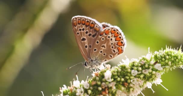 Papillon Bleu Commun Polyommatus Icarus Nourrissant Une Fleur Menthe Lumière — Video