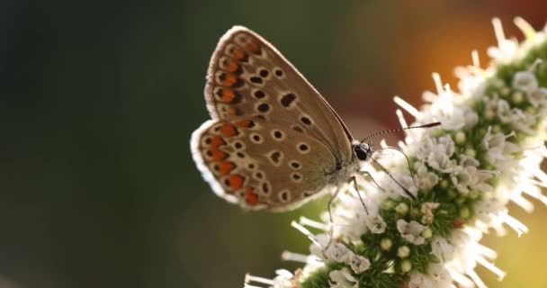 ミントの花への蝶の餌 秋の日没の光 閉じる マクロ フィールドの浅い深さ — ストック動画