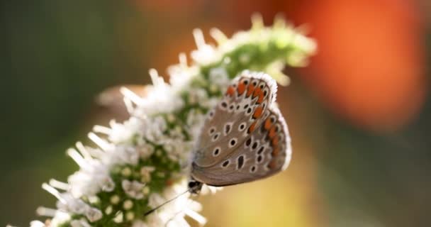 ミントの花への蝶の餌 秋の日没の光 閉じる マクロ フィールドの浅い深さ — ストック動画
