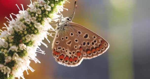 Blauw Polyommatus Icarus Vlinder Die Zich Voedt Met Een Muntbloem — Stockvideo