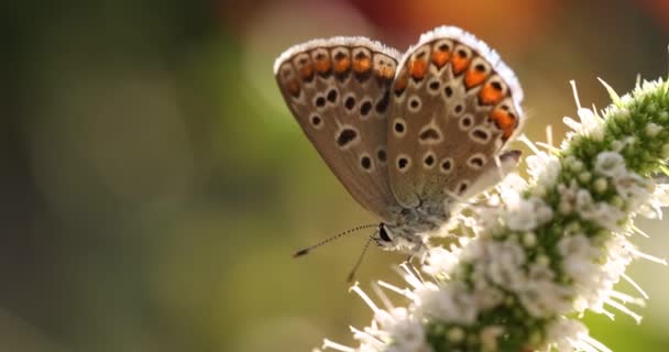 普通蓝蝴蝶以薄荷花为食 秋天落日光照 浅薄的田野深度 — 图库视频影像
