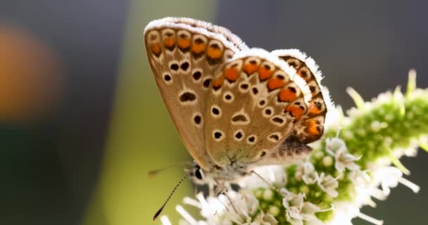 Μπλε Polyommatus Icarus Πεταλούδα Που Τρέφονται Ένα Λουλούδι Δυόσμου Φως — Αρχείο Βίντεο