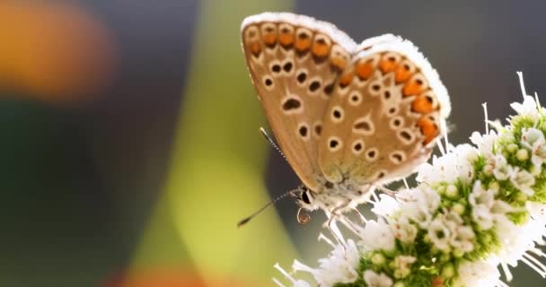 Голубая Бабочка Коммон Polyommatus Icarus Питающаяся Цветком Мяты Закатный Свет — стоковое видео