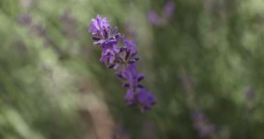 Çiçek bahçesindeki lavanta çiçeğine odaklan. Lavanta çiçekleri güneş ışığıyla aydınlatılır. Yaklaş, alanın sığ derinliği.