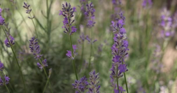 Selektivt Fokus Lavendelblomma Blomsterträdgården Lavendel Blommor Upplysta Solljus Närbild Grunt — Stockvideo