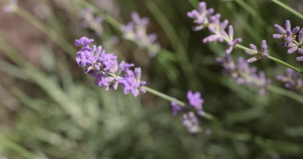 Selektivt Fokus Lavendelblomma Blomsterträdgården Lavendel Blommor Upplysta Solljus Närbild Grunt — Stockvideo
