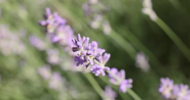 Accentul Selectiv Floarea Lavandă Grădina Flori Florile Lavandă Aprinse Lumina — Videoclip de stoc