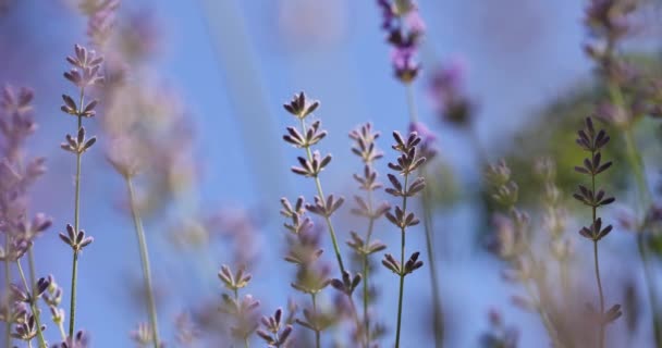 Focus Sélectif Sur Fleur Lavande Dans Jardin Fleurs Fleurs Lavande — Video