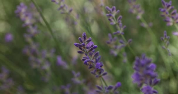 Επιλεκτική Εστίαση Στο Λουλούδι Λεβάντας Στον Κήπο Λουλουδιών Λουλούδια Λεβάντας — Αρχείο Βίντεο