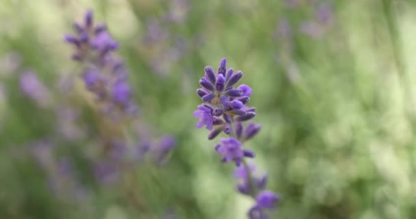Selectieve Focus Lavendelbloem Bloementuin Lavendelbloemen Verlicht Door Zonlicht Close Ondiepe — Stockvideo