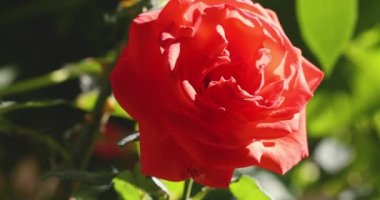 Sonbahar bahçesinde harika bir akşam güneşli ışığı olan güzel pembe bir gül. Alanın sığ derinliği.