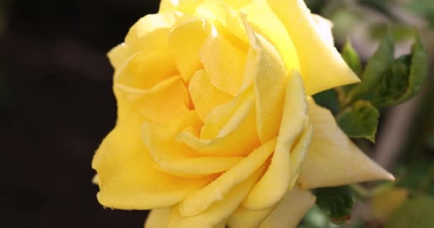 Красива Жовта Троянда Осінньому Саду Дивовижним Вечірнім Сонячним Підсвічуванням Невелика — стокове відео