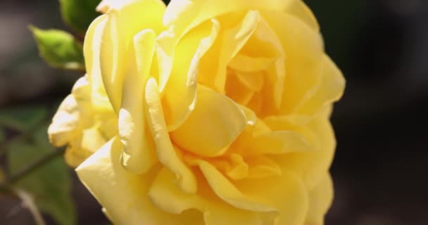 Belle Rose Jaune Dans Jardin Automne Avec Magnifique Contre Jour — Video