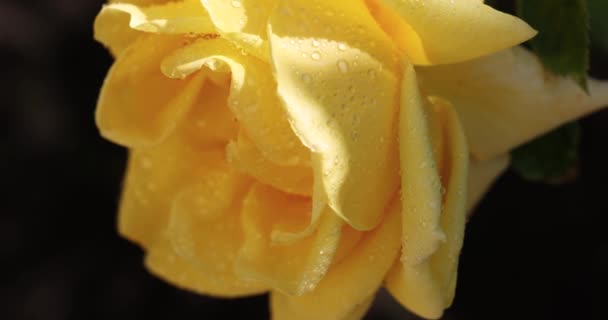 Hermosa Rosa Amarilla Jardín Otoño Con Increíble Luz Fondo Soleada — Vídeos de Stock