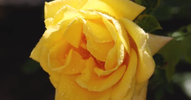Beautiful Yellow Rose Autumn Garden Amazing Evening Sunny Backlight Shallow — Stock Video