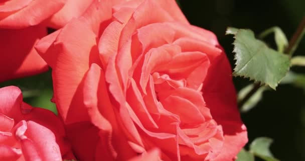 Belle Rose Rose Dans Jardin Automne Avec Une Lumière Ensoleillée — Video