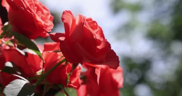 Όμορφο Ροζ Τριαντάφυλλο Στον Κήπο Του Φθινοπώρου Εκπληκτικό Φως Ρηχό — Αρχείο Βίντεο