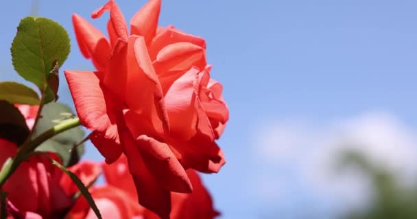 Прекрасна Рожева Троянда Осінньому Саду Дивовижним Вечірнім Сонячним Світлом Невелика — стокове відео
