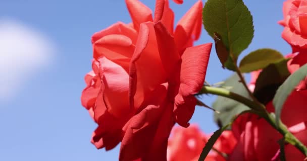 Hermosa Rosa Rosa Jardín Otoño Con Increíble Luz Soleada Por — Vídeo de stock