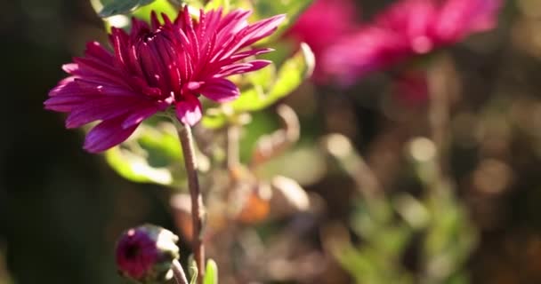 Piękny Różowy Chryzantema Fioletowy Kroplami Rosy Ogrodzie Słoneczny Dzień Głębokość — Wideo stockowe