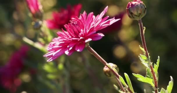 Gyönyörű Rózsaszín Lila Krizantém Harmatcseppekkel Kertben Napsütés Mélység Területen — Stock videók