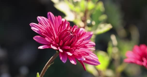 Красива Рожева Фіолетова Хризантема Краплями Роси Саду Сонячний День Глибина — стокове відео