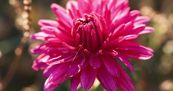 Hermoso Crisantemo Violeta Rosa Con Gotas Rocío Jardín Día Soleado — Vídeos de Stock