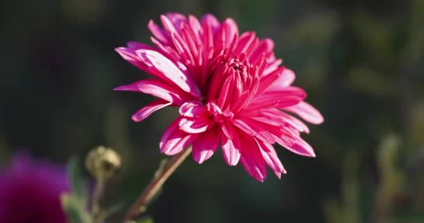 Beautiful Pink Violet Chrysanthemum Dew Drops Garden Sunny Day Shall — Stock Video