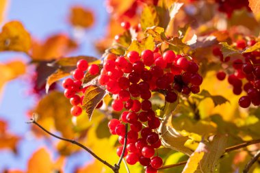 Guelder gülü kırmızı böğürtlen (Latince adı Viburnum opulus) mavi gökyüzü arka planında güneşli bir sonbahar günü günüdür. Ukrayna ulusal sembolü