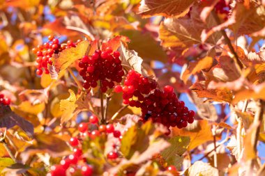 Guelder gülü kırmızı böğürtlen (Latince adı Viburnum opulus) mavi gökyüzü arka planında güneşli bir sonbahar günü günüdür. Ukrayna ulusal sembolü