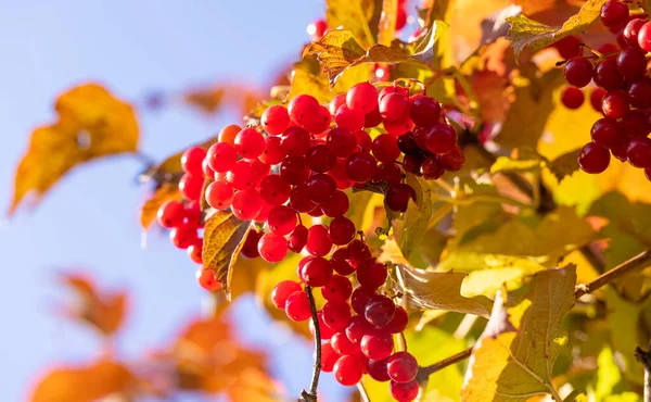 stock image Guelder rose red berries ( latin name Viburnum opulus) in the sunny autumn day time on the blue sky background. Ukrainian national symbol