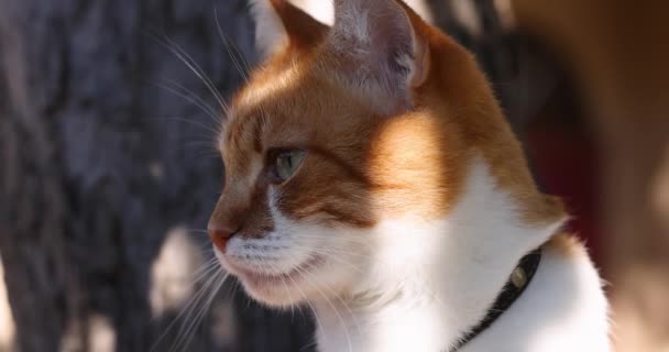 日当たりの良い光の風秋の日に美しい赤い猫のクローズアップ肖像画のスローモーション — ストック動画