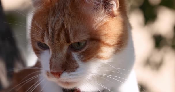 Långsam Rörelse Närbild Porträtt Vacker Röd Vit Katt Soligt Ljus — Stockvideo